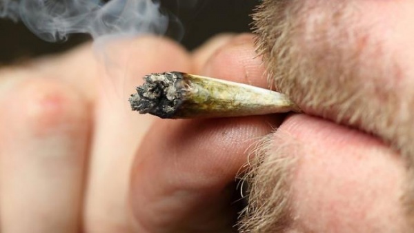 حقائق عن الماريجوانا تثير الجدل حقائق عن الماريجوانا تثير الجدل